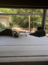 Enjoying the weather on the catio
