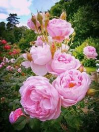 Belles Roses Anciennes