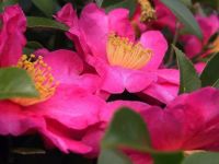 Camellia Sansaqua (Mar17P17)