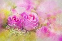Pink rose watercolor