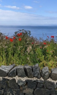 Poppies by the Irish Sea