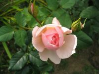 Heritage Rose