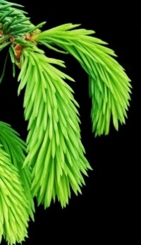 Fir buds