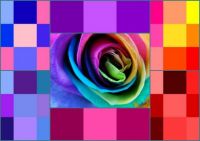 Rose with colored boxes - large