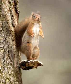 Red Squirrel on look out duties