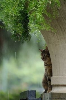 shelter on a rainy day