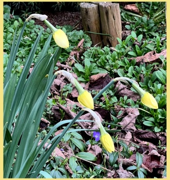 Daffodils in bud.  Narcissen in knop.