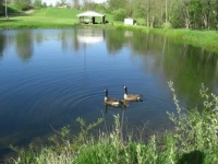 Pond and Geese