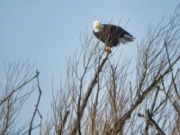Another eagle