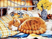 Ginger Kitty Sleeping
