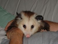 Opossum