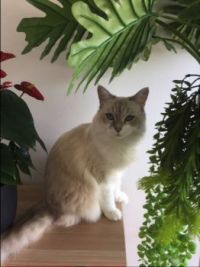 Willow
