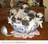 A BOWL OF PUPPIES...