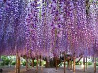 3 - 'Ashikaga Flower Park, Japan'..