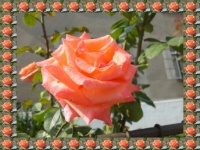 Růže - královna květin...   Rose - the queen of flowers...