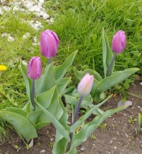 Delicate Tulips