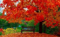 beautiful autumn