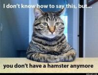 no hamster