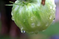 Green tomato after a rain shower
