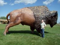 buffalo