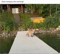Our neighborhood fox!