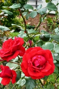 Roses