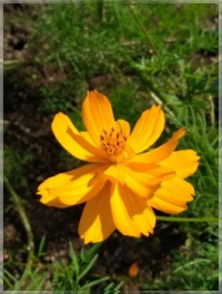 Cosmos sulphureus   -   Krásenka sírožlutá