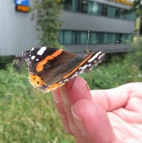 Liertje the Butterfly whisperer 🦋🦋🤫