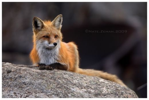 Rock Fox