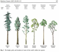 tallest trees image