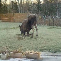 much closer to the meal.