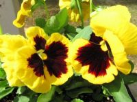 Yellow Pansies