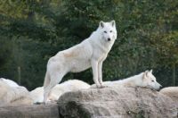 White-Wolf 03