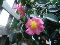 Camellia - single pink