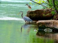 herons niagara river