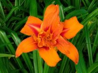 Fleur du Chateau des Ravalet