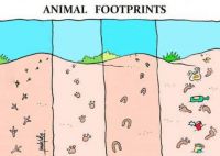 animal footprints