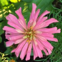 One of my array of zinnias this year -