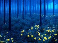 Daffodils in forest twilight