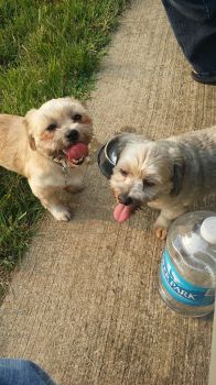@Lily_n_Otis at the park