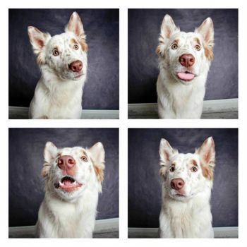 Shelter Dogs Showcase Their Unique Personalities - Chase