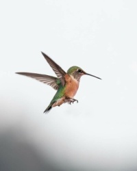 Hummingbird