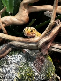 Nova in his new vivarium