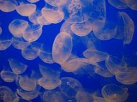 Jellyfish, Monteray Aquarium