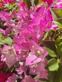 Close up of bougainvillea