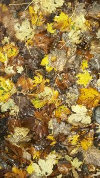 Falling Leaves