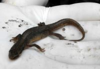  Salamander from my garden