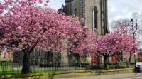 Cherry Blossom outside the Parish Church