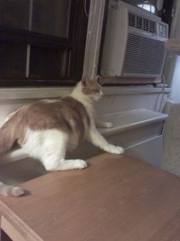Beckett, sleeping, balanced on the radiator and table!