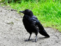 Carrion Crow